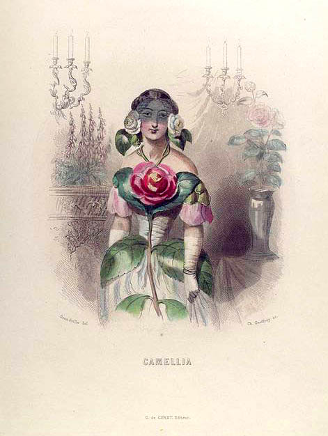 Why are lady camelia photos so popular? Discover the appeal of her unique and captivating images!