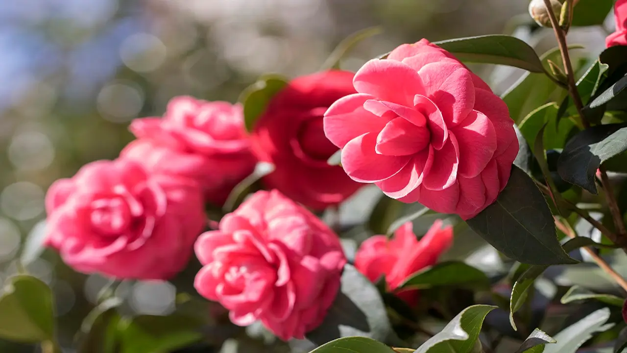 Why are lady camelia photos so popular? Discover the appeal of her unique and captivating images!