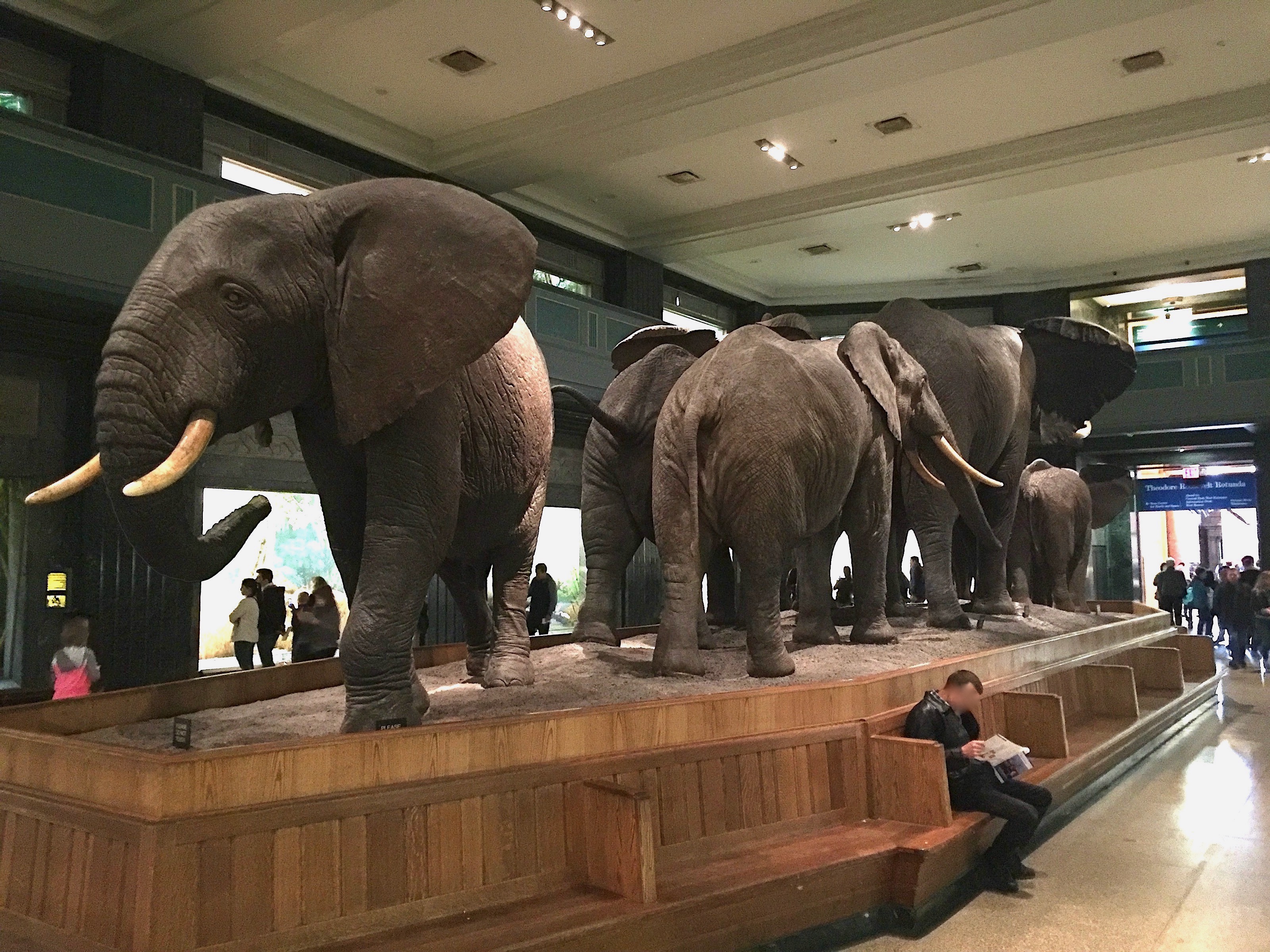 Where can you legally see an elephant trophy displayed? Visiting specific museums and authorized collections.