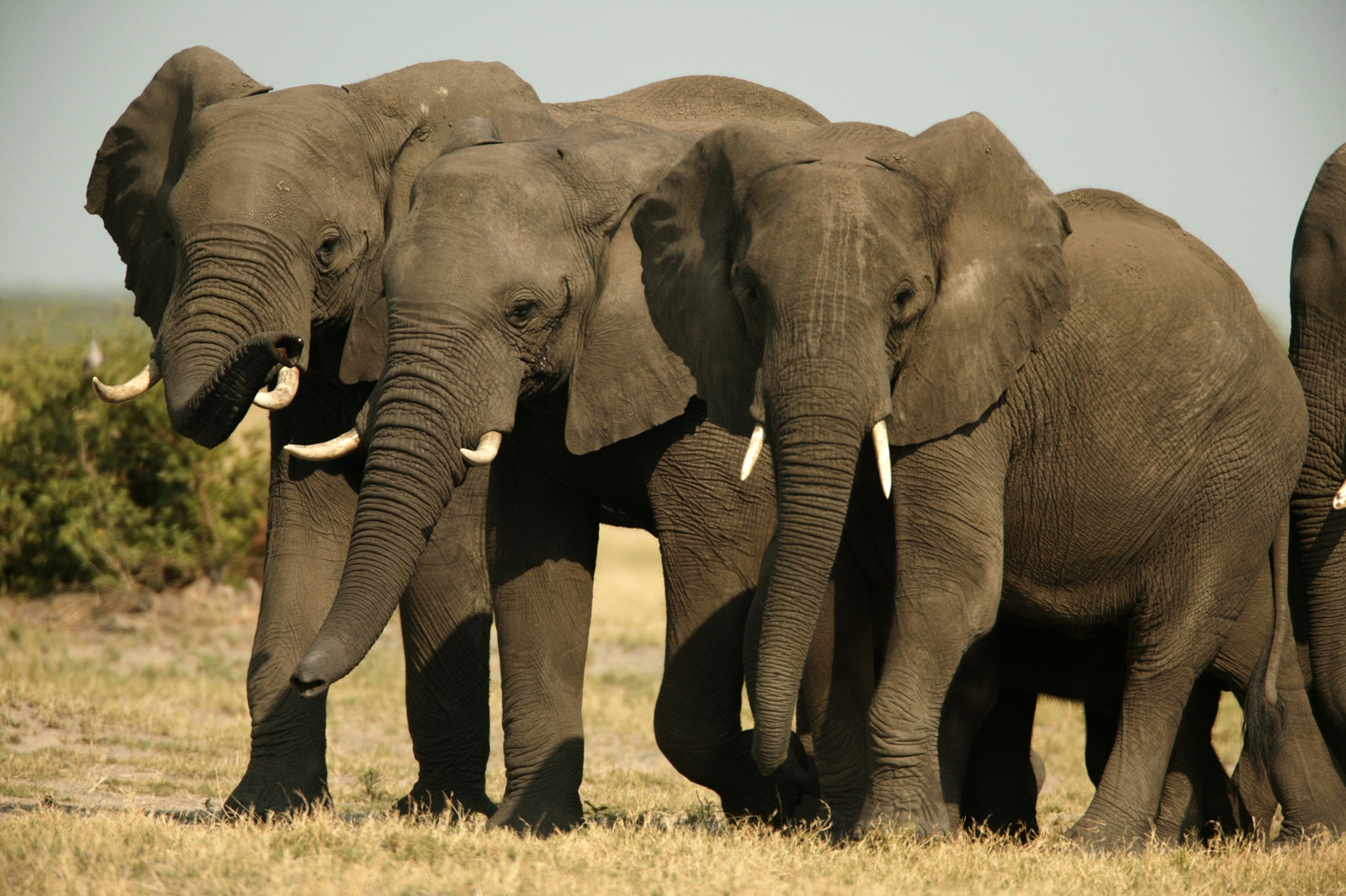 Where can you legally see an elephant trophy displayed? Visiting specific museums and authorized collections.