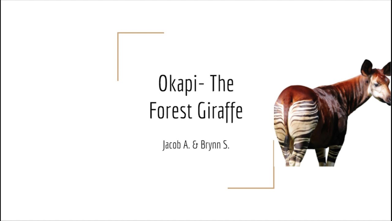 How to get to Okapi Aalst? (Easy steps to find this great Aalst destination)