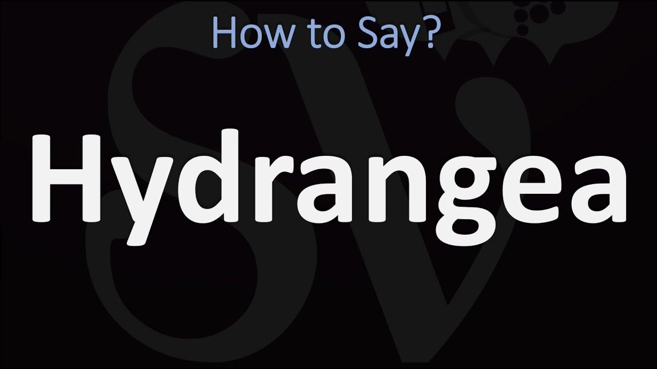 Making common pronunciation hydrangea mistakes? Learn the correct way to say this beautiful flower.
