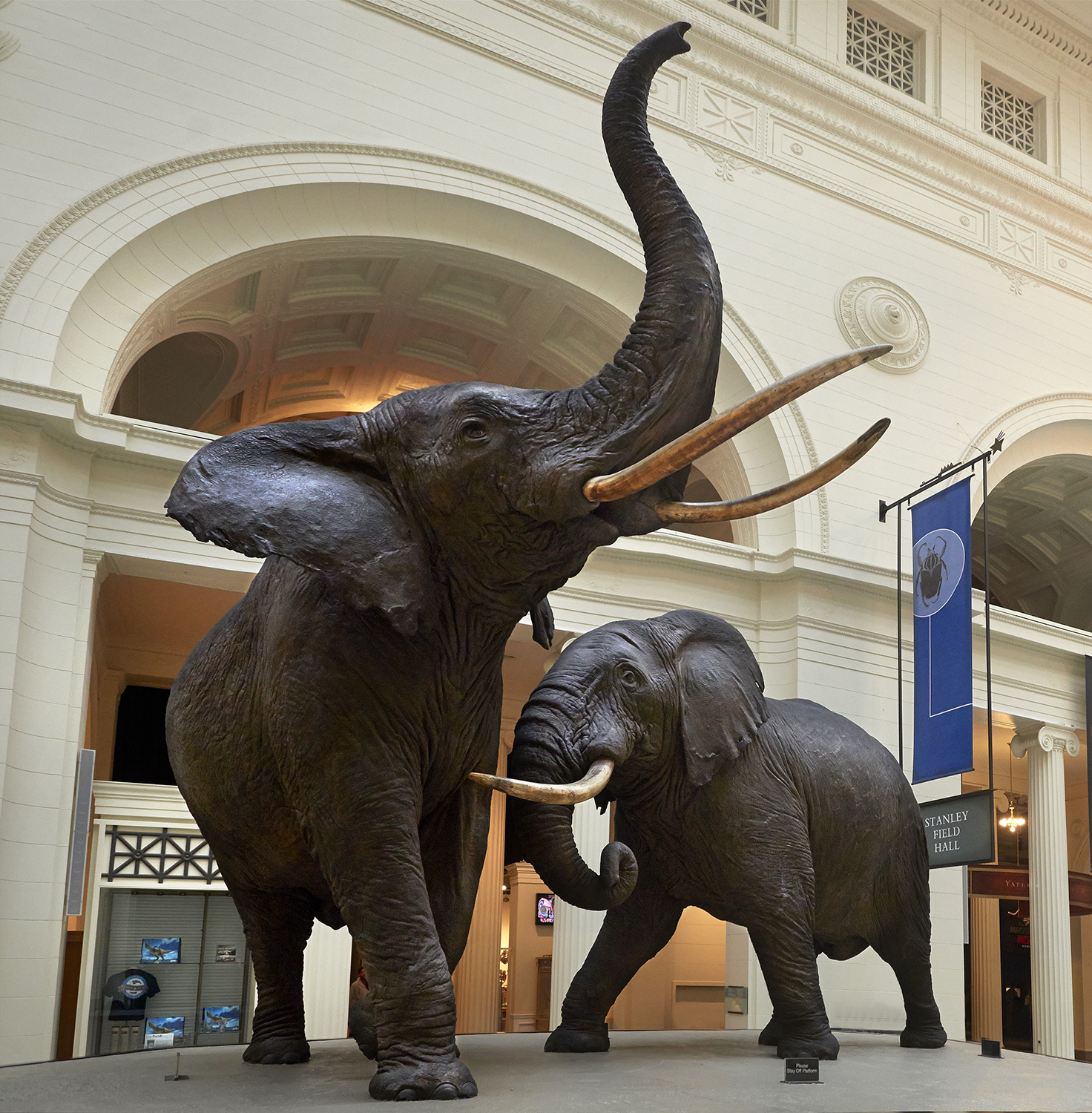 Where can you legally see an elephant trophy displayed? Visiting specific museums and authorized collections.