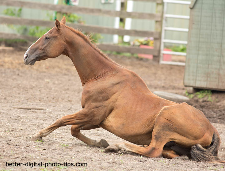 Can you photograph a very far away horse? Yes, with the right lens and patience!