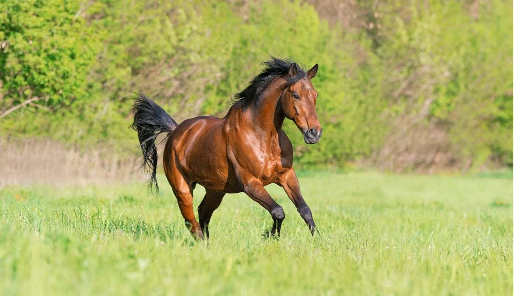 Your ultimate essential guide to horse cook: Learn to prepare delicious and highly nutritious meals for your horse friend.