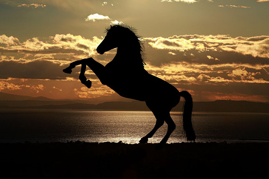 Can you photograph a very far away horse? Yes, with the right lens and patience!