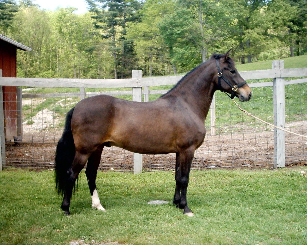 Seal Brown Horse vs Dark Bay: Whats the Real Difference? Understanding These Horse Colors Clearly.