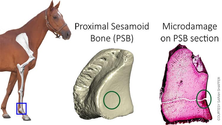 How to Spot Sesamoid Bone Trouble in Horses - Important Warning Signs