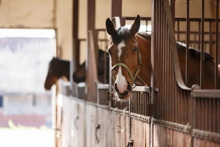 When to use flunixin horses for your equine? Discover the key signs vets look for before prescribing.