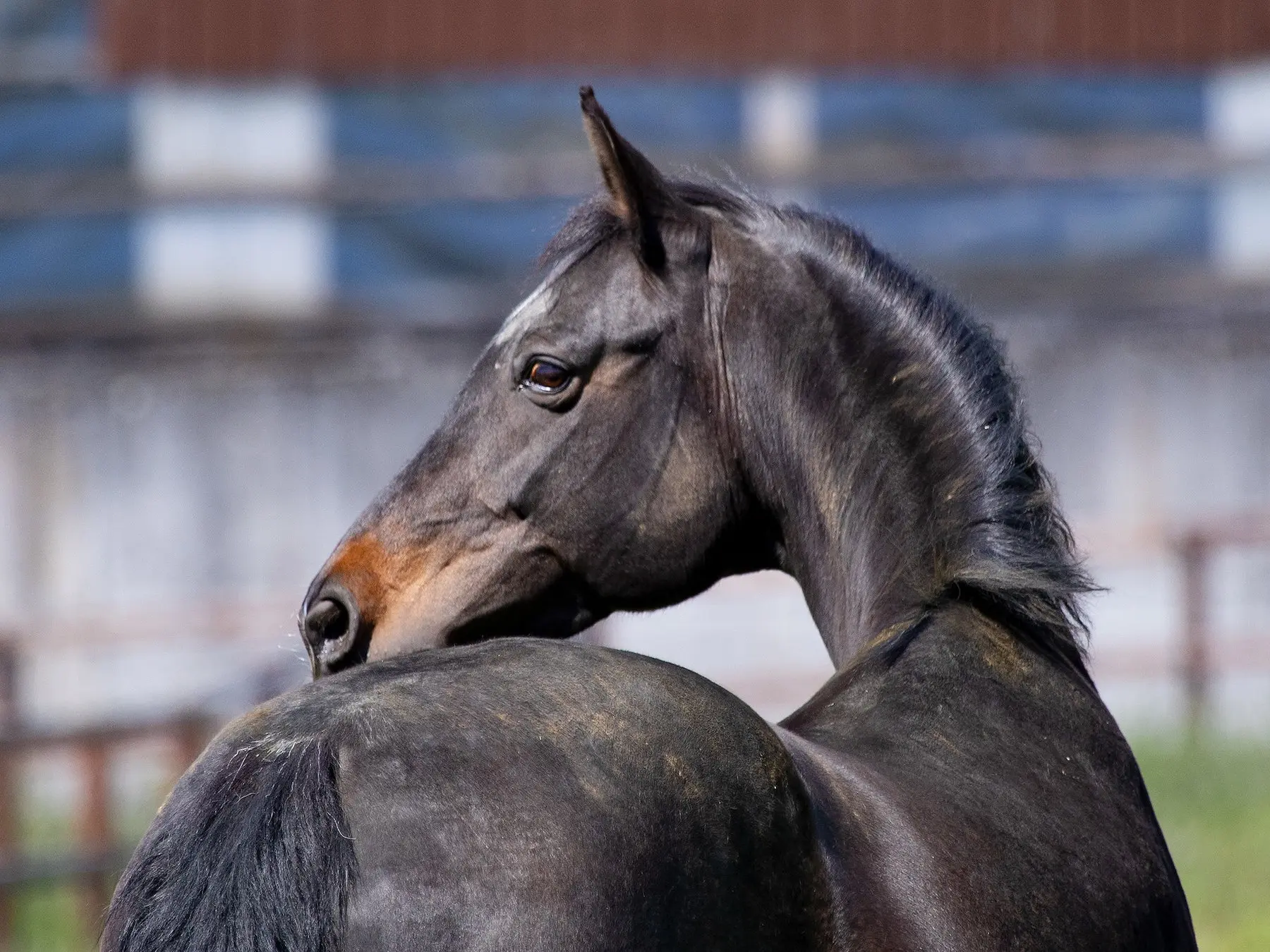 Seal Brown Horse vs Dark Bay: Whats the Real Difference? Understanding These Horse Colors Clearly.