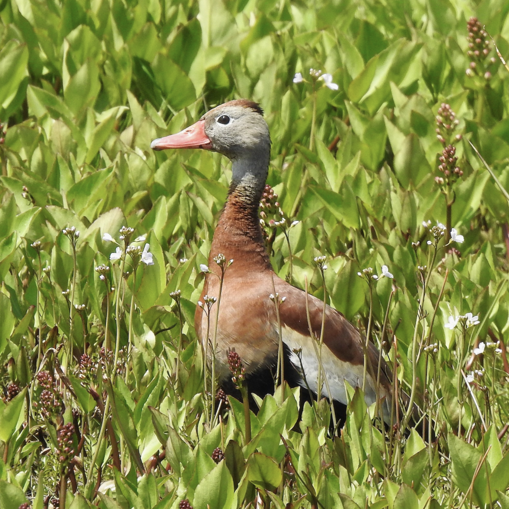 Is the martin goose considered a rare bird? Find out its current conservation status and population numbers.
