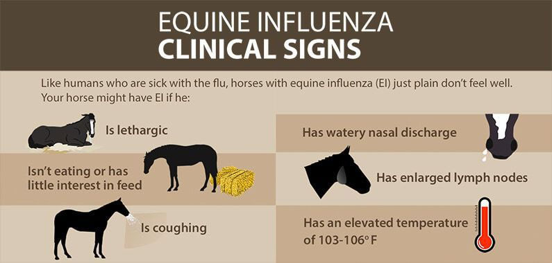 When to use flunixin horses for your equine? Discover the key signs vets look for before prescribing.