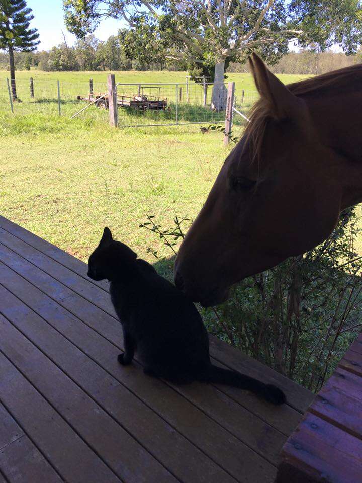 Can a horse and a cat be friends? See how this unlikely pair builds a special bond.