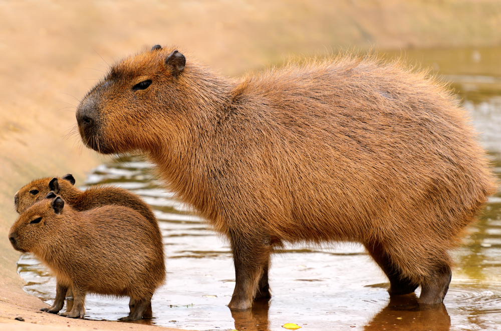 What makes the capybara mount so cool? (Learn 4 top reasons why everyone desires this unique animal)