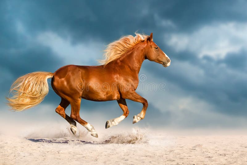Looking for a free red horse picture? Discover places to get a stunning red horse picture at no cost.