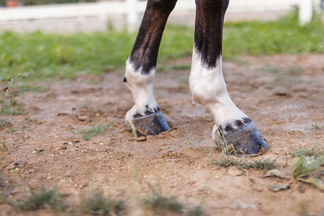 How to Spot Sesamoid Bone Trouble in Horses - Important Warning Signs