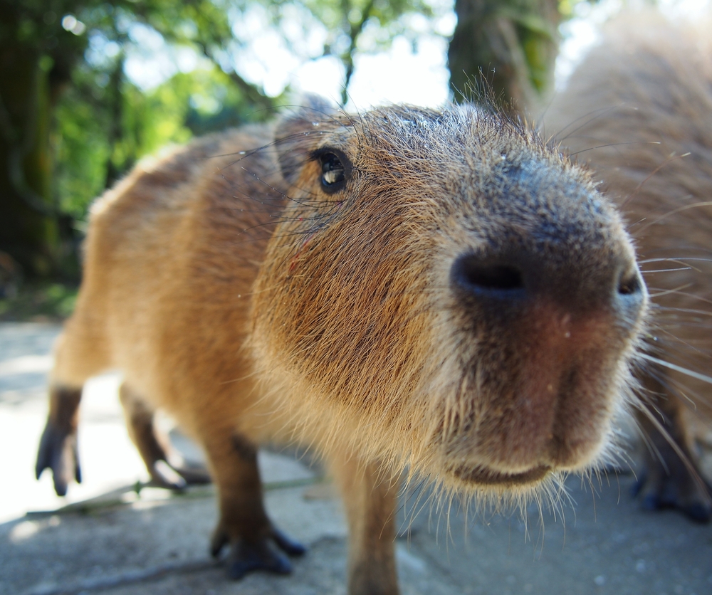 What makes the capybara mount so cool? (Learn 4 top reasons why everyone desires this unique animal)