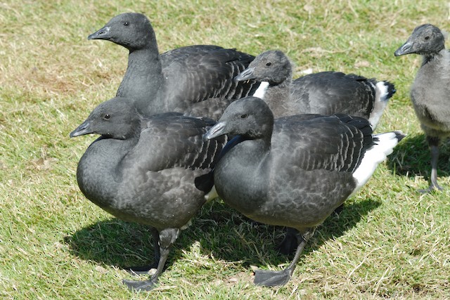 Is the martin goose considered a rare bird? Find out its current conservation status and population numbers.