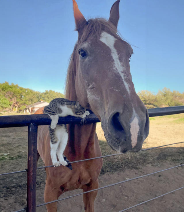 Can a horse and a cat be friends? See how this unlikely pair builds a special bond.