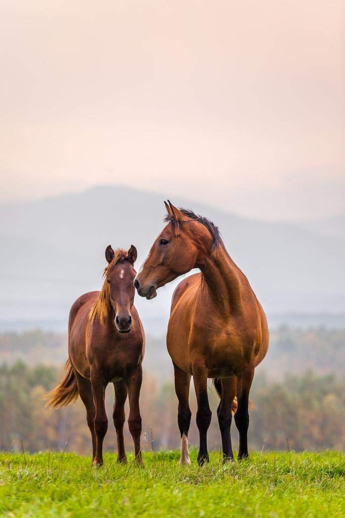 The best images of brown horses are right here, find your favorite majestic steed in our gallery.
