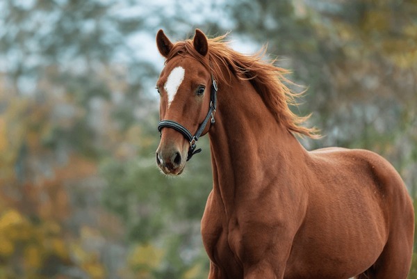 The best images of brown horses are right here, find your favorite majestic steed in our gallery.